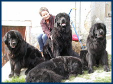 Amy, Erico-Balou, Dusty und Anjie